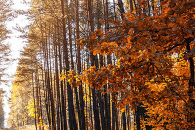 开云-公牛绝地反击奇才，萨博尼斯统治全场——精彩瞬间再掀篮球震撼